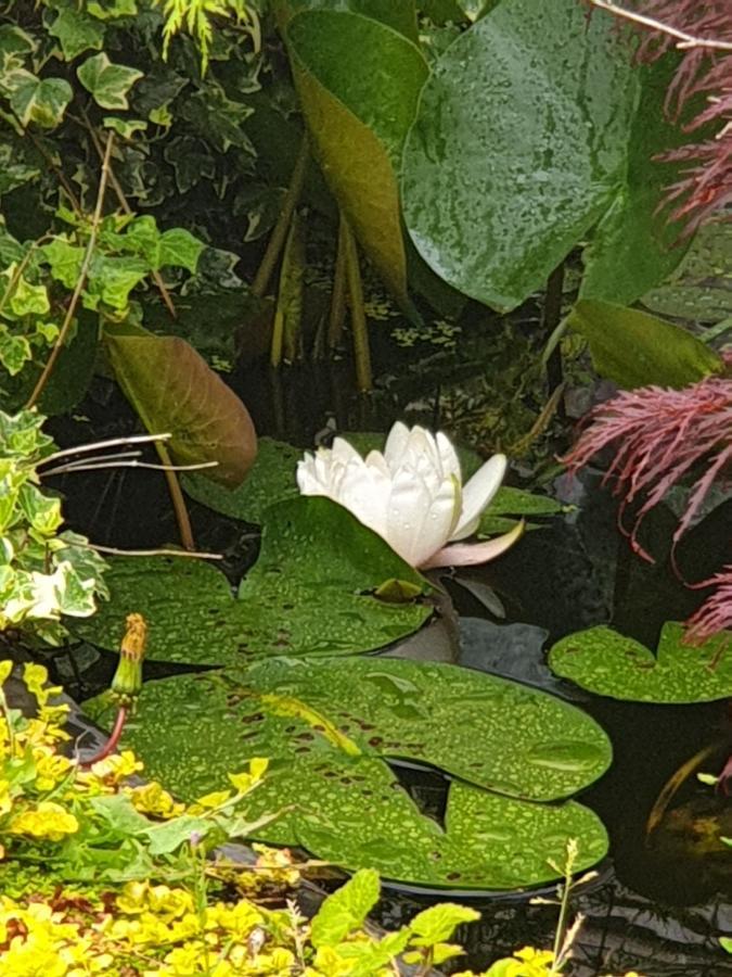 Tropical Garden Oasis Rooms Birmingham Esterno foto