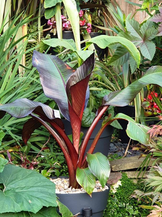 Tropical Garden Oasis Rooms Birmingham Esterno foto