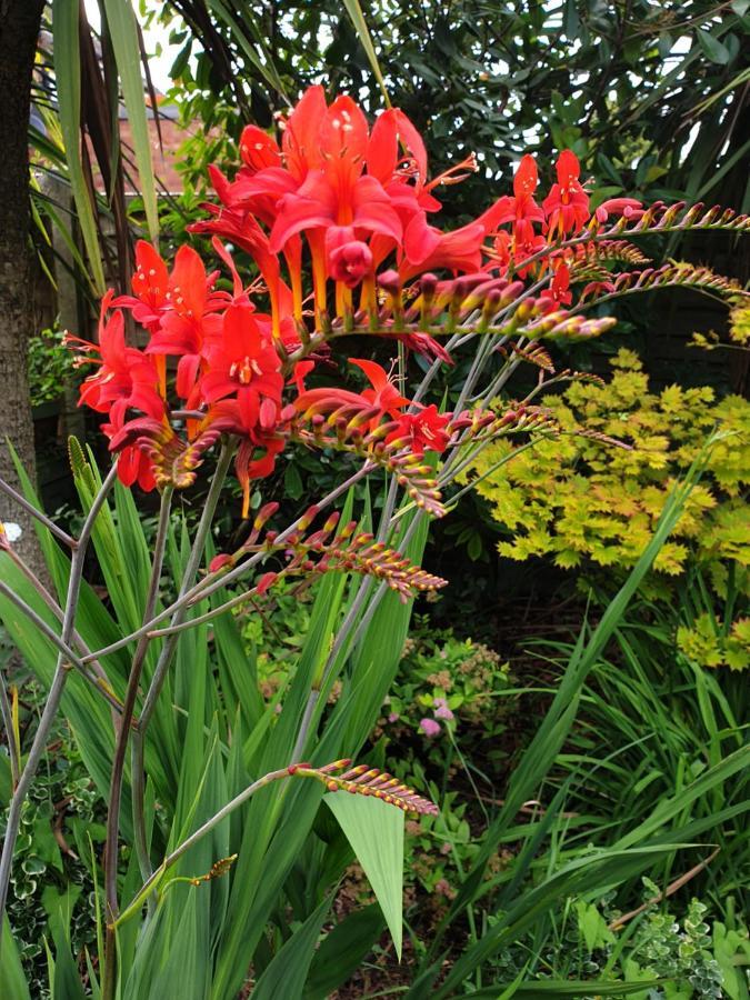 Tropical Garden Oasis Rooms Birmingham Esterno foto