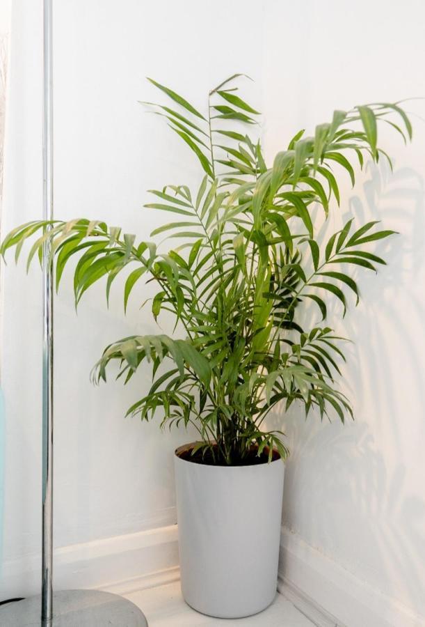 Tropical Garden Oasis Rooms Birmingham Esterno foto